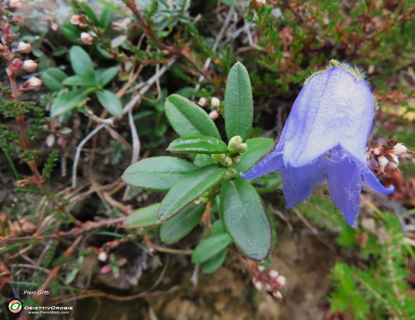 15 Campanula ancora fiorita.JPG